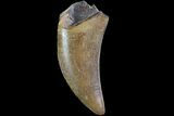 Serrated, Tyrannosaur Tooth - Two Medicine Formation #14075-1